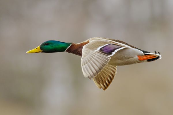 اردک نر در حال پرواز فعال