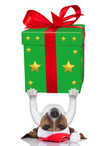 سگ کریسمس در حال بلند کردن یک هدیه بسیار بزرگ و جسورانه