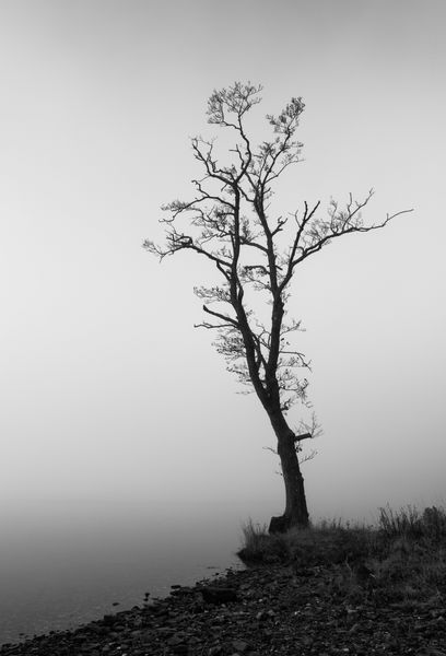 یک عکس سیاه و سفید از یک درخت تنها روی مه دریاچه آرد را درست بعد از طلوع آفتاب پوشانده بود دریاچه لوموند و تروساخ ها