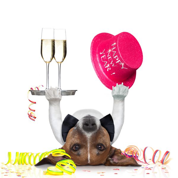 سگ در حال جشن گرفتن با شامپاین و کلاه آبی مبارک سال نو که وارونه خوابیده است