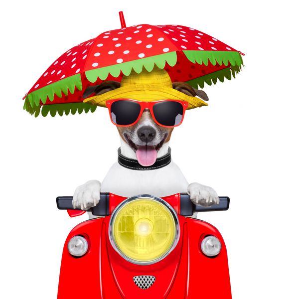 سگ موتور سیکلت سگ تابستانی موتور سواری با چتر