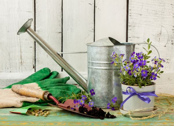 ابزار باغبانی قوطی آبیاری گل دستکش بیل خاک و دانه در زمینه چوب سفید قدیمی بهار در باغ