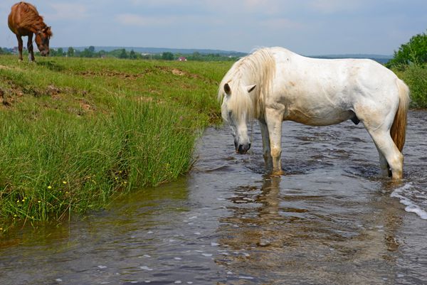 اسب در مرتع تابستانی