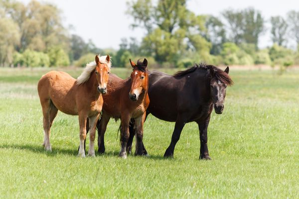 سه اسب در مرتع