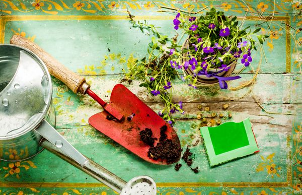ابزار باغبانی قوطی آبیاری گل بیل خاک و دانه در زمینه چوبی سبز رنگ بهار در باغ