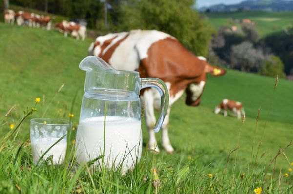 شیر و گاو منطقه Emmental سوئیس