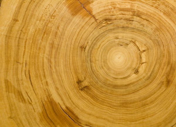 بافت دانه چوب با جزئیات حلقه های تنگ درخت سرو ۷۰۰ ساله