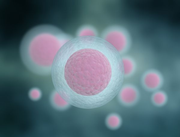 تصویر سلول جنین انسان