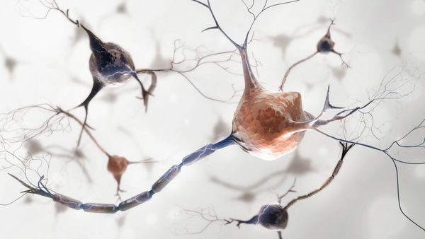 نورون ها و سیستم عصبی رندر سه بعدی سلول های عصبی ارگانیک