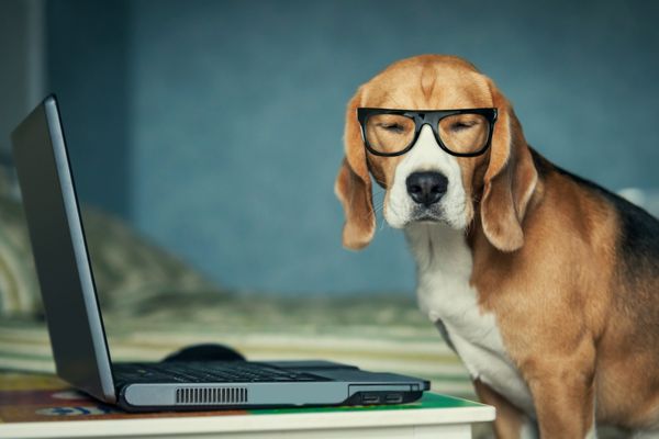 سگ بیگل خواب آلود با عینک خنده دار نزدیک لپ تاپ