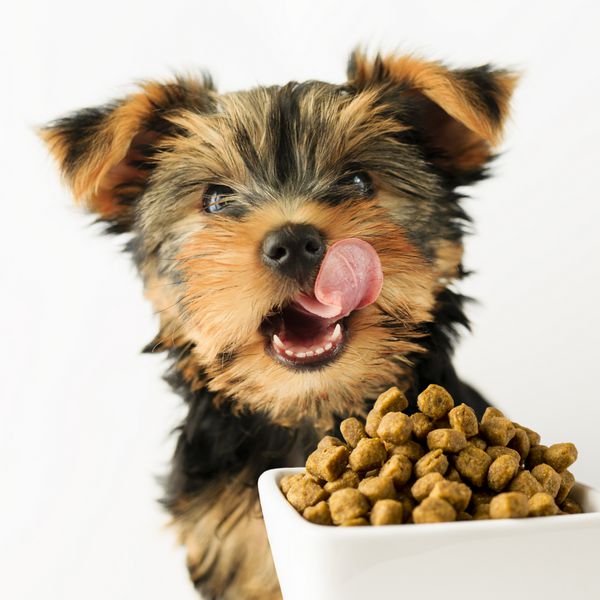 توله سگ یورکشایر در حال خوردن یک غذای خوشمزه برای سگ