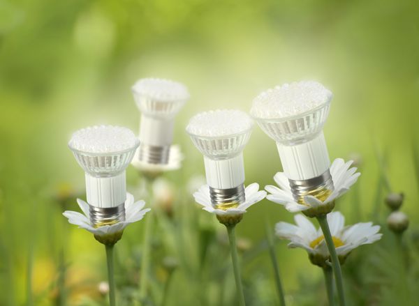 لامپ های LED مانند مفهوم گل