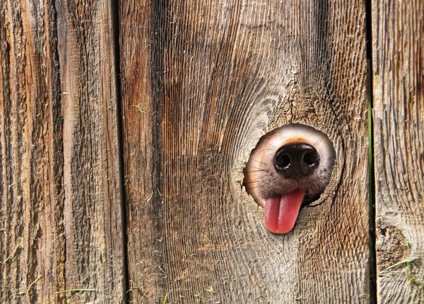 بینی و زبان یک سگ بامزه که از سوراخ حصار بیرون می آید و لیس می زند و آب دهان می دهد