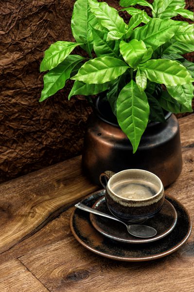 فنجان قهوه سیاه و گیاه قهوه تازه روی میز چوبی