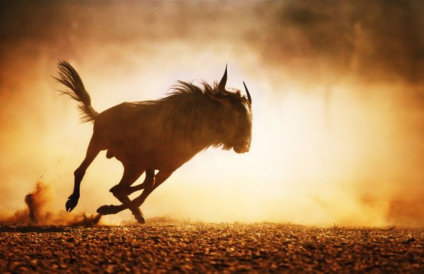 وحشی آبی در حال دویدن در غبار - صحرای کالاهاری - آفریقای جنوبی