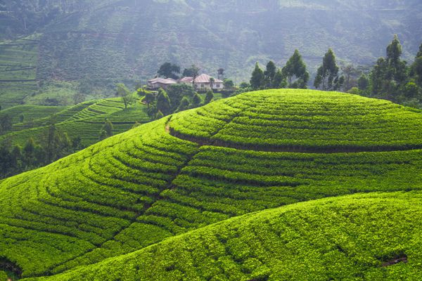 شهرک های چای زیبا در سریلانکا
