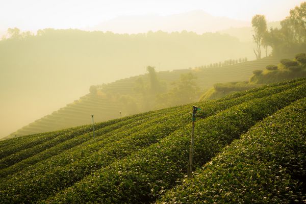 مزرعه چای در کوه doi mae sa long تایلند