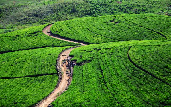 مزارع چای در تپه ها
