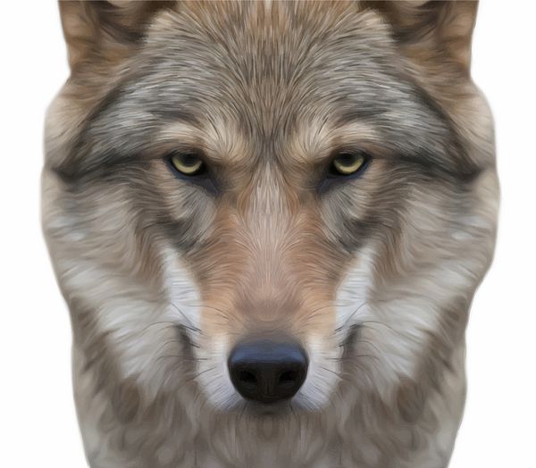 نگاهی مستقیم به روح یک ماده گرگ شدید بیان تهدید آمیز گرگ اروپایی حیوان بسیار زیبا و جانور بسیار خطرناک پرتره وکتور شگفت انگیز به سبک نقاشی رنگ روغن