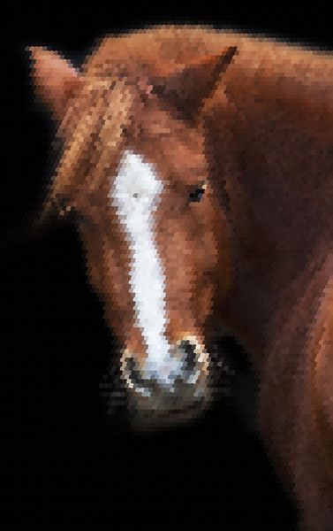 نگاه خرد نافذ به پشت اسب قرمز مهربان با نوار سفید روی صورت جدا شده در زمینه سیاه مادیان زیبا مستقیم به دوربین نگاه می کند وکتور فلس دار شگفت انگیز و غیرمعمول
