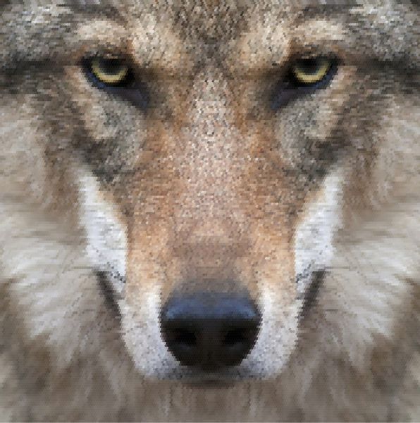 نگاهی مستقیم به روح یک ماده گرگ شدید از نزدیک بیان تهدید آمیز گرگ اروپایی حیوان بسیار زیبا و جانور بسیار خطرناک پرتره صورت وکتور فلس دار شگفت انگیز