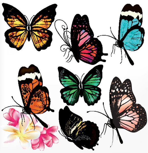 مجموعه ای از پروانه های وکتور رنگارنگ واقعی برای طراحی