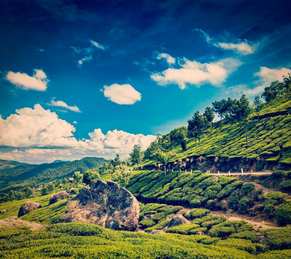تصویر سفر به سبک رترو هیپستر قدیمی از پس زمینه سفر کرالا هند - مزارع چای سبز در Munnar کرالا هند