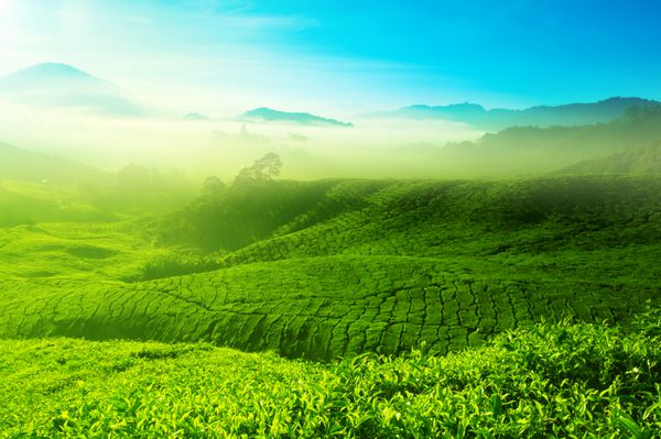 منظره مزرعه چای با آسمان آبی در صبح مزرعه چای زیبا کامرون هایلندز در مالزی