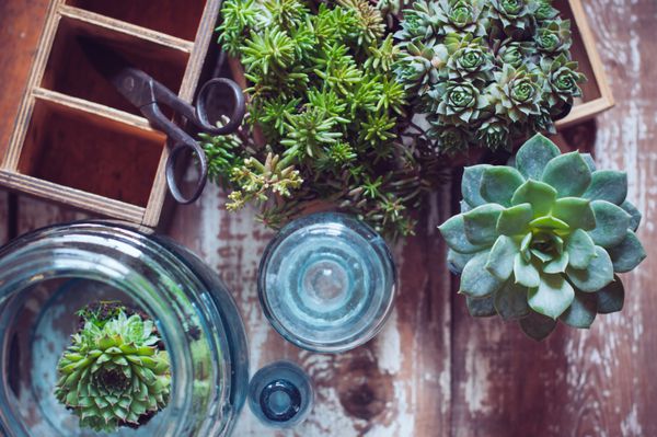 گیاهان خانگی ساکولنت های سبز جعبه چوبی قدیمی و بطری های شیشه ای آبی رنگ بر روی تخته چوبی باغبانی خانه و دکوراسیون به سبک روستایی