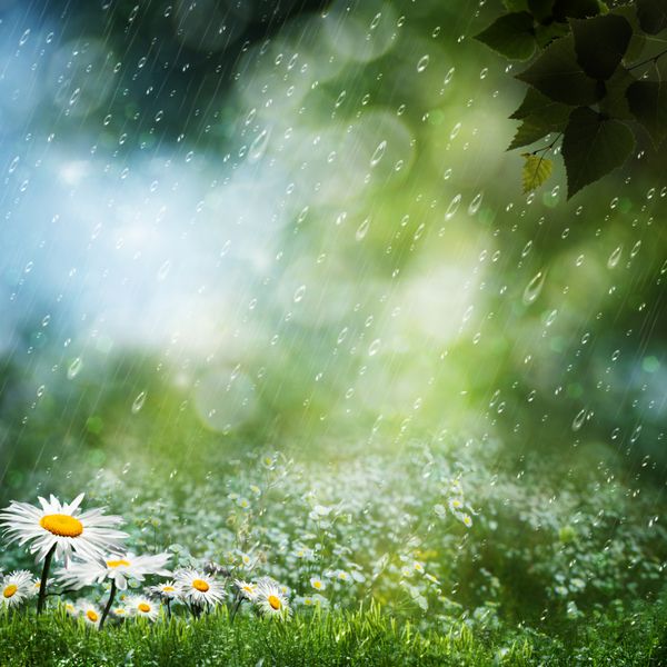 گل های دیزی زیر باران شیرین زمینه های طبیعی