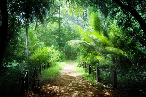 راهی در جنگل جزایر سیشل