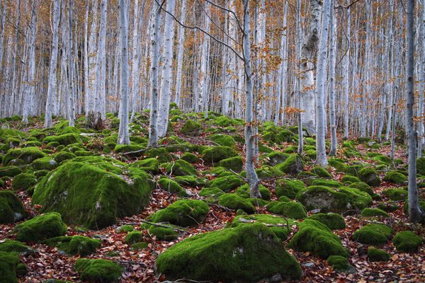 جنگل راش بین صخره ها با خزه در پاییز دره آران اسپانیا