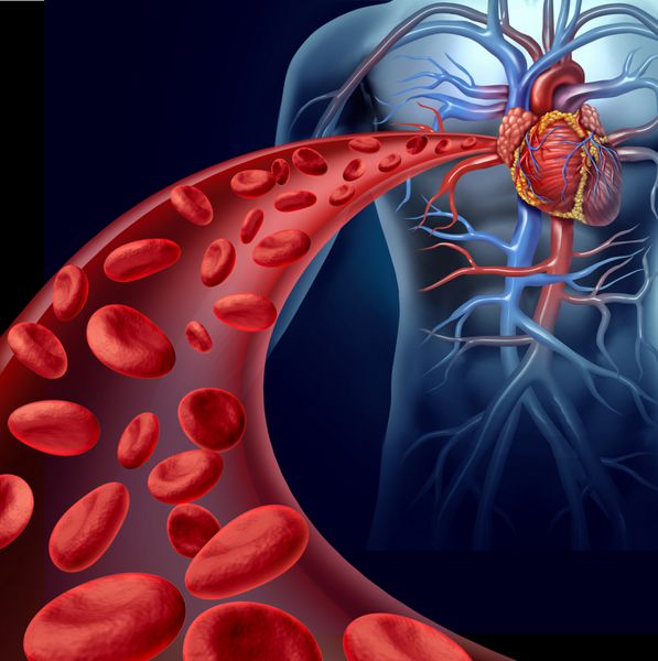 سلامت خون با گلبول‌های قرمزی که در رگ‌های سه بعدی از سیستم گردش خون انسان جریان می‌یابند که نماد مراقبت‌های پزشکی پزشکی از قلب و تناسب اندام قلبی عروقی است