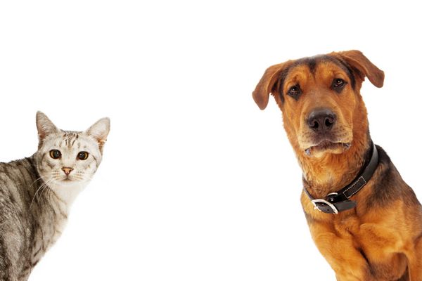 یک سگ نژاد بزرگ بالغ و یک گربه نقره‌ای رنگ که به کناره‌های تصویری می‌آیند که فضایی برای متن دارد
