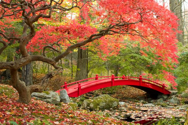 باغ زیبای ژاپنی و پل قرمز