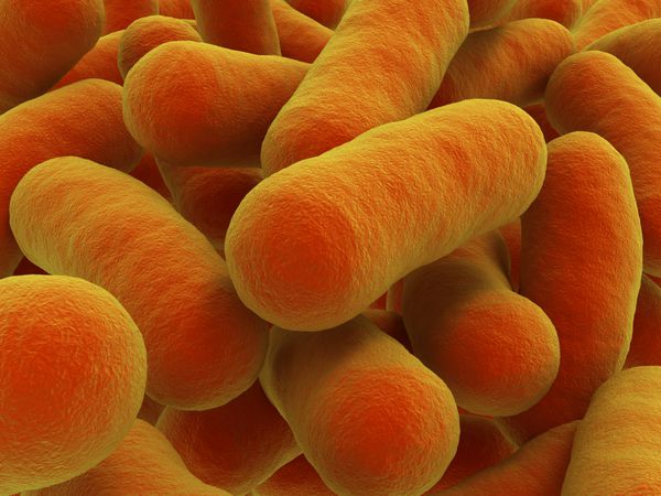 سویه باکتری این تصویر ممکن است برای توصیف هر گونه باکتری میله ای شکل به عنوان مثال سل سالمونلا سیاه زخم اسهال خونی E coli کزاز مالاریا بوتولیسم استفاده شود