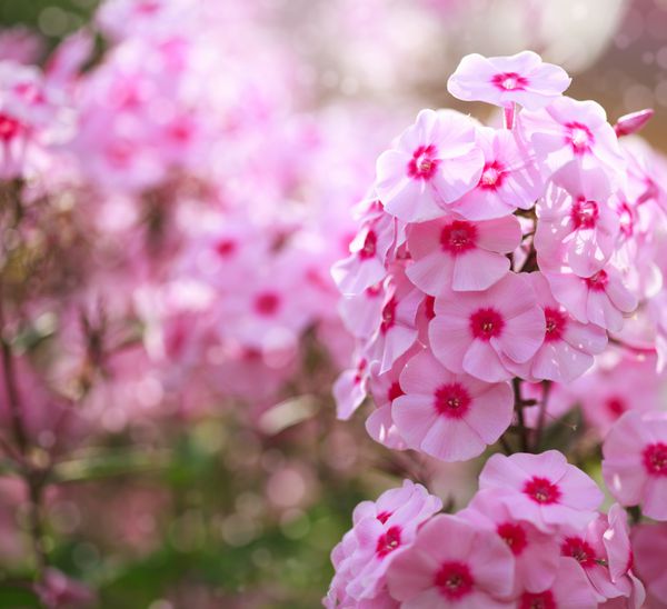 گل فلوکس صورتی - جنس گیاهان علفی گلدار با بوکه زیبا تمرکز انتخابی