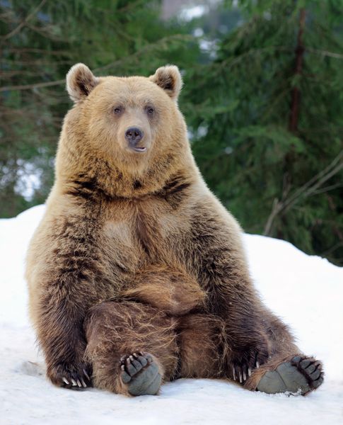 خرس در جنگل زمستانی