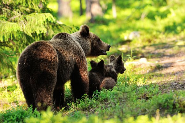 خرس قهوه ای با توله ها در جنگل