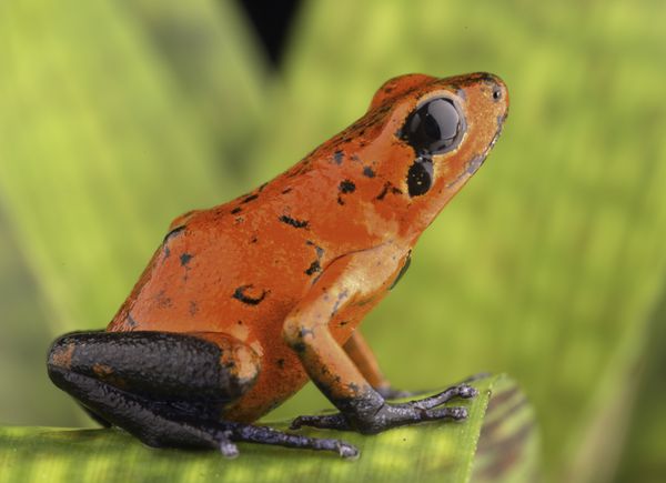 قورباغه سمی کاستاریکا Dendrobates یا Oophaga pumilio یک دوزیست گرمسیری قرمز رنگ از جنگل های بارانی است که در ویواریوم یا تراریوم نگهداری می شود