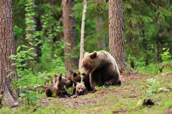 خرس با توله ها در جنگل