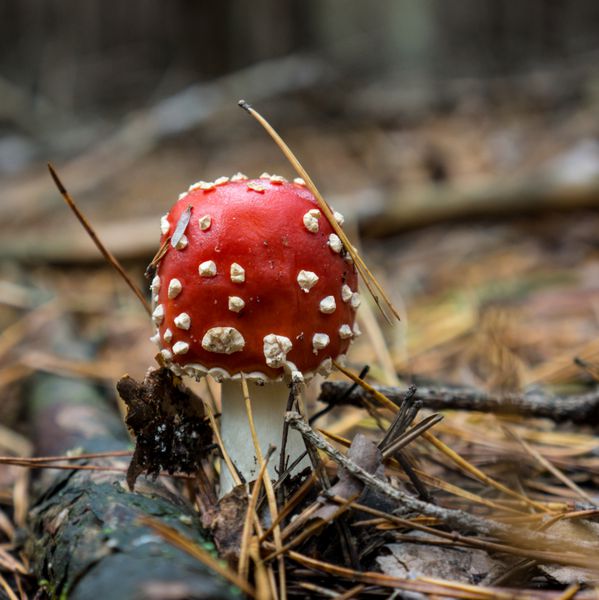 قارچ وحشی سمی Amanita muscaria در جنگل کاج