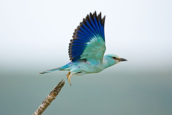 غلتک اوراسیا در حال پرواز coracias garrulus آفریقای جنوبی