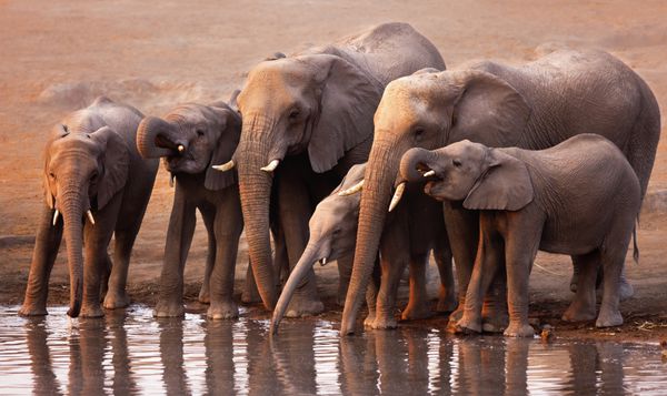 نوشیدنی گله فیل ها در چاله آبی در Etosha