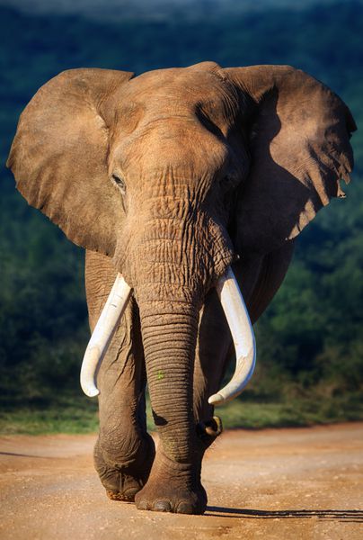 فیل با دندان های بزرگ نزدیک می شود - پارک ملی آدو