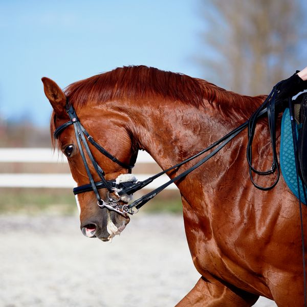 اسب نر قهوه ای پرتره یک اسب قرمز ورزشی سوار بر اسب اسب اصیل اسب زیبا