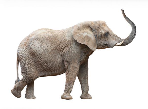 فیل آفریقایی Loxodonta africana در زمینه سفید