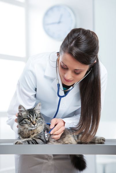 دکتر دامپزشکی که یک گربه زیبا و بامزه را معاینه می کند