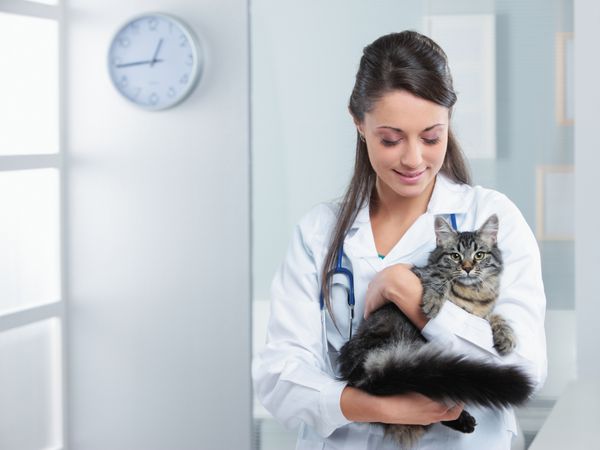 پرتره یک دامپزشک زن خندان که یک گربه در دست دارد