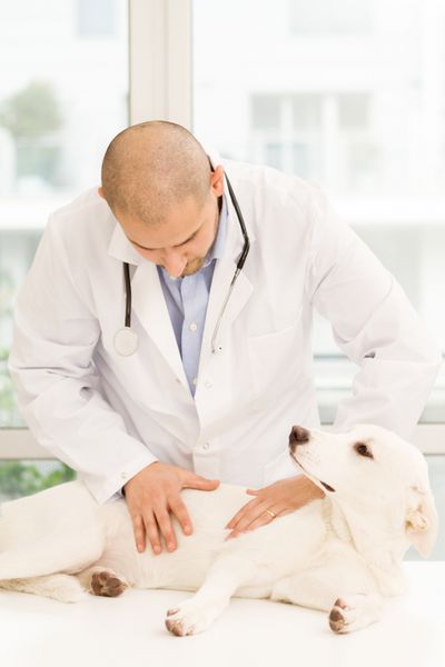 عکس دامپزشکی که در حال عیادت از سگی روی میز است